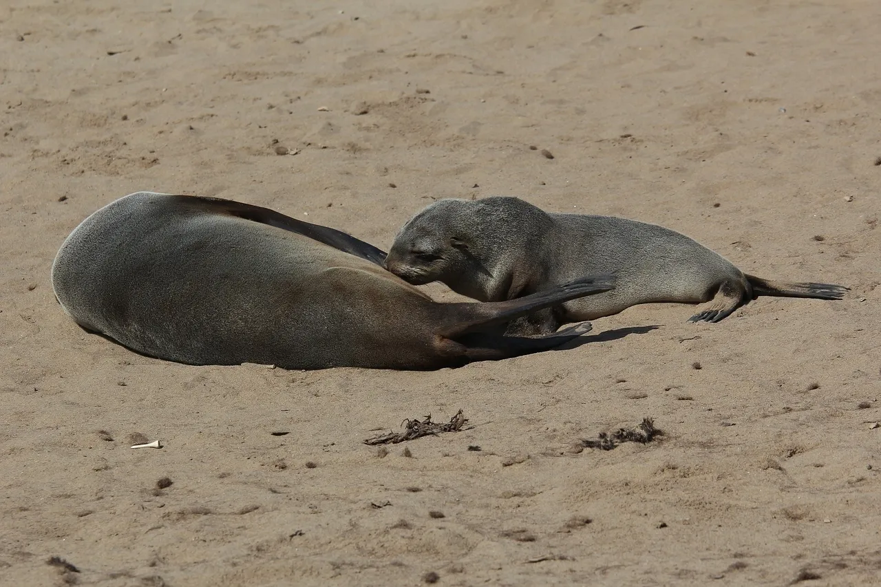 Even though they can grow quite large juvenile Cape fur seals are reliant on their mothers for milk until they can fend for themselves Credit Roger Culos CC BY SA 3 0