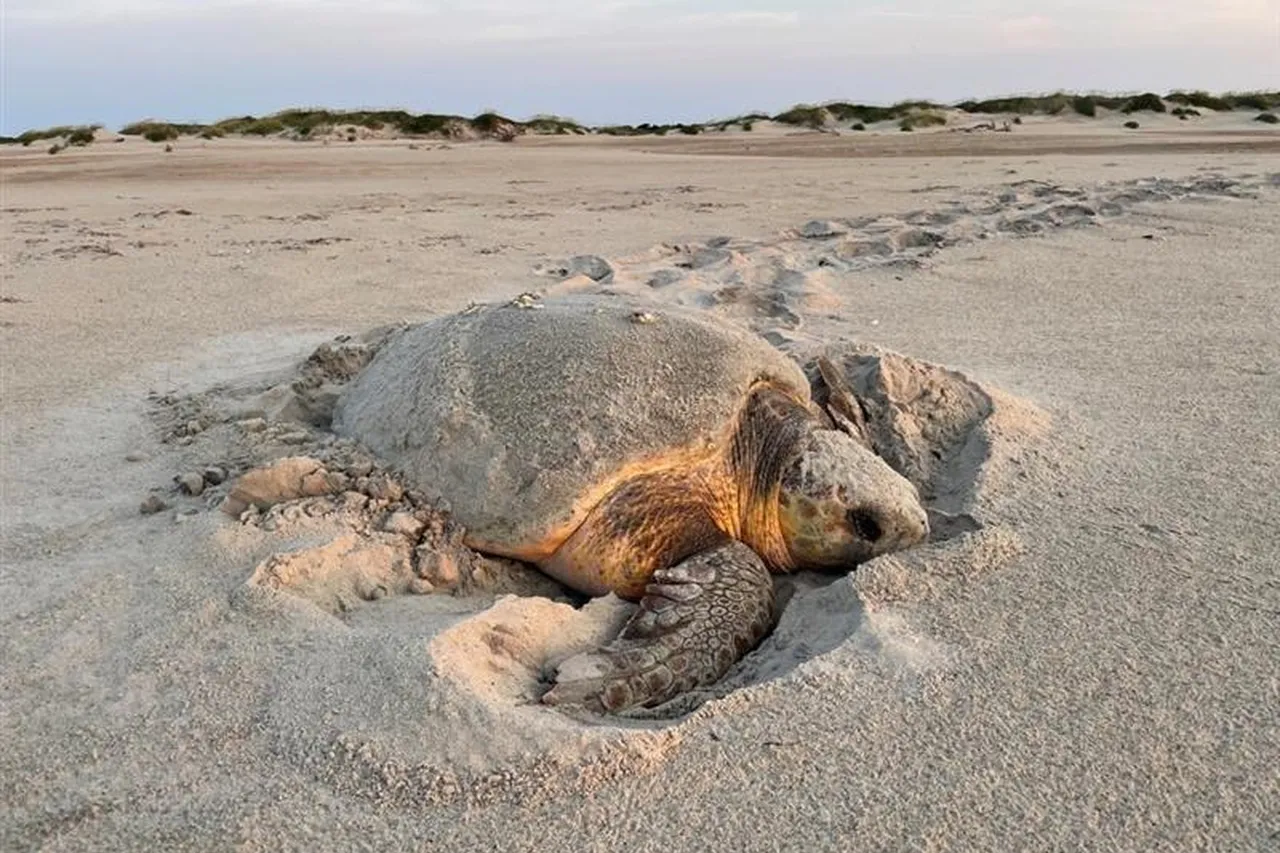 "A female Loggerhead Sea Turtle making her way back to the ocean after nesting" by CapeHatterasNPS is marked with Public Domain Mark 1.0.