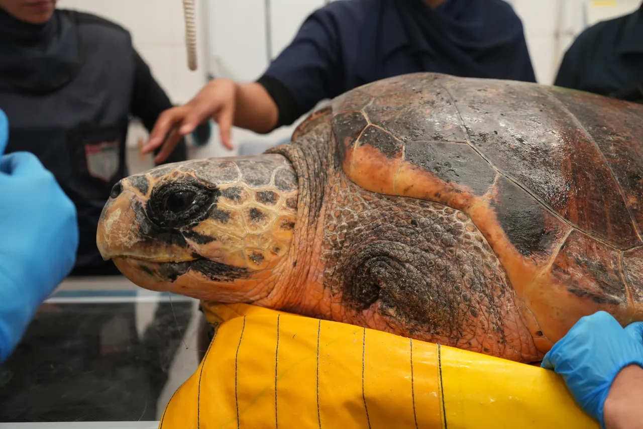 A courageous recovery: Habanero, the loggerhead turtle, underwent a flipper amputation