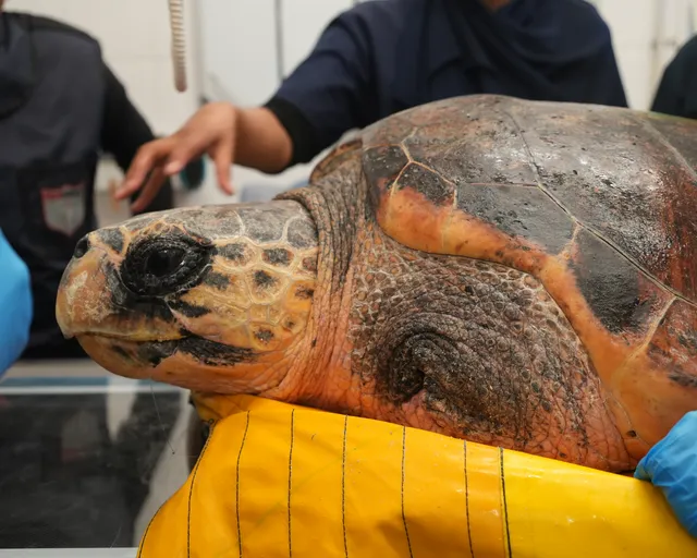 A courageous recovery: Habanero, the loggerhead turtle, underwent a flipper amputation