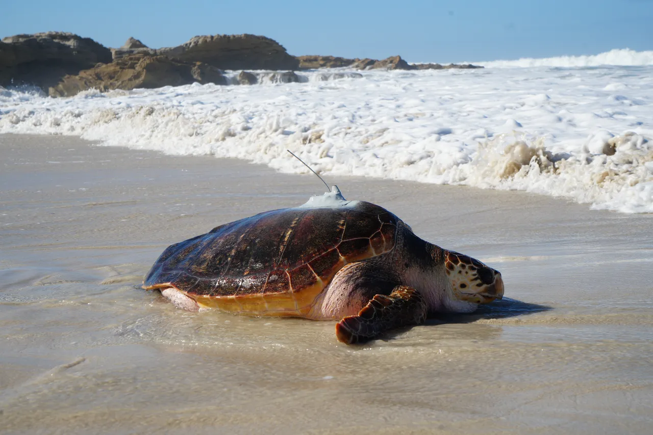 Rescued loggerhead turtle Kai is released after six years of rehabilitation at our Turtle Conservation Centre