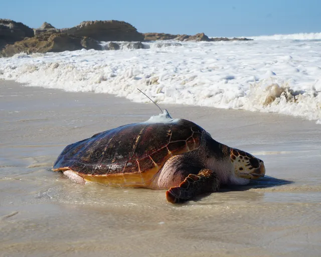 Rescued loggerhead turtle Kai is released after six years of rehabilitation at our Turtle Conservation Centre