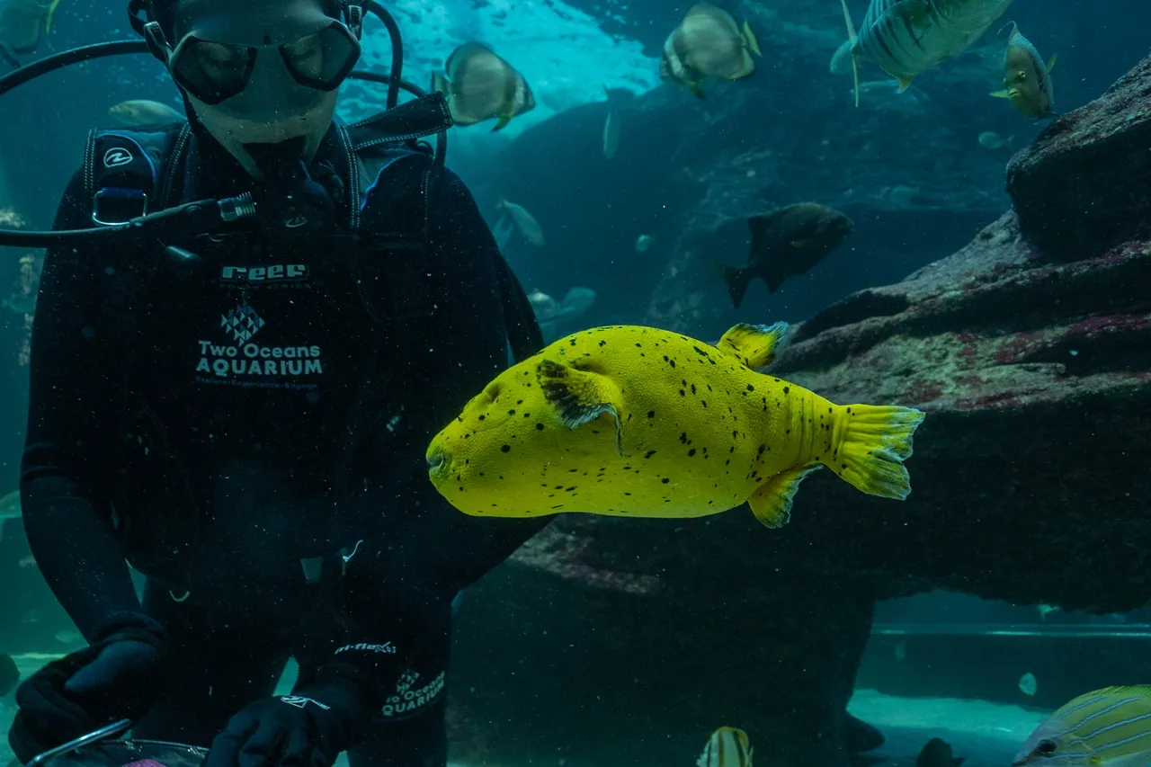 Guineafowl pufferfish Pawpaw