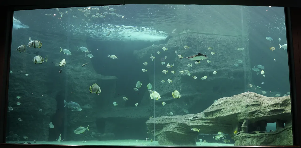 Welcome to the I&J Ocean Exhibit at the Two Oceans Aquarium