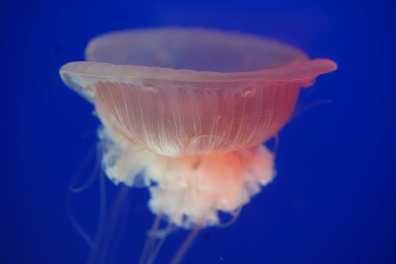 Come visit an unusual beauty: A pink meanie jelly at the Two Oceans Aquarium