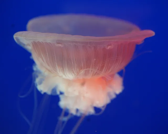 Come visit an unusual beauty: A pink meanie jelly at the Two Oceans Aquarium