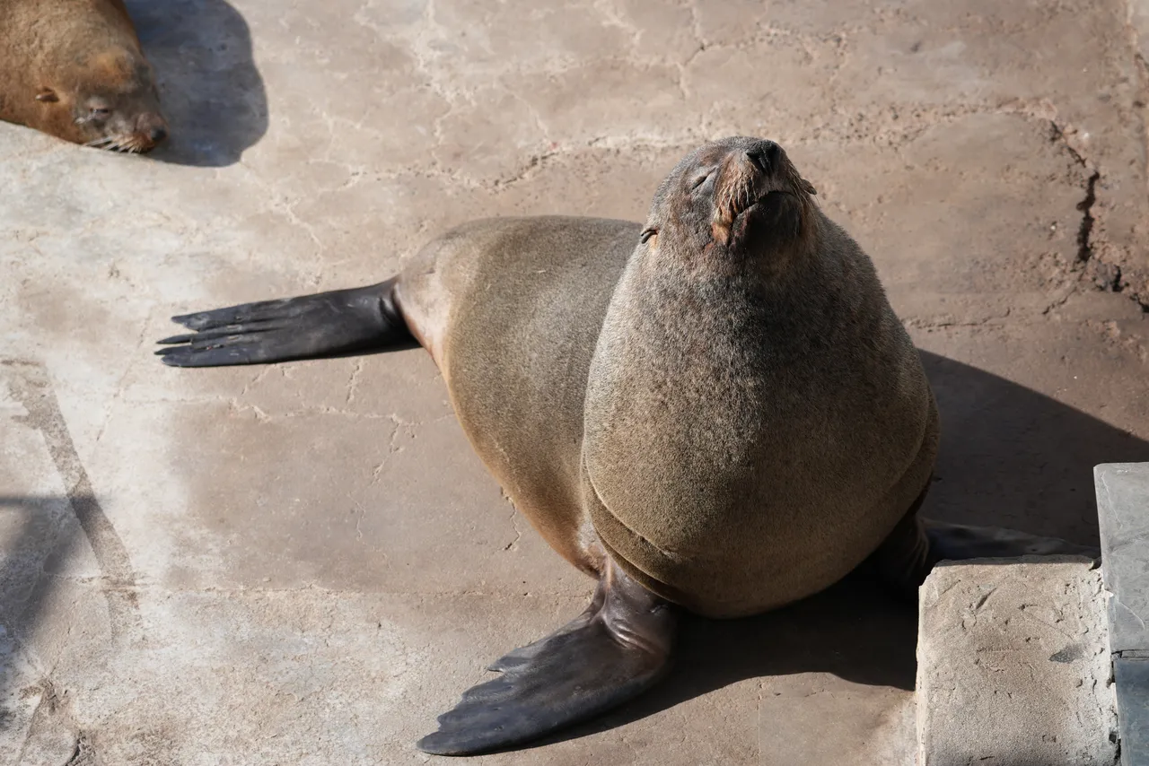 Cape fur seal