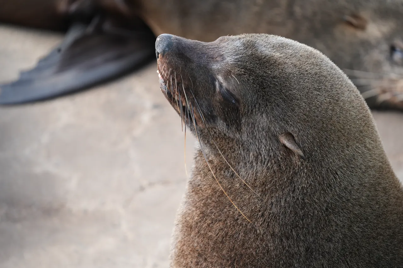 Seal06874