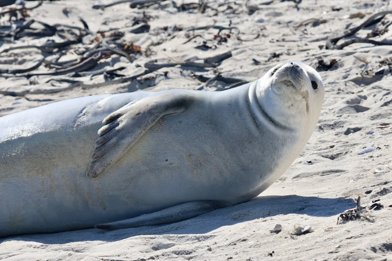Crabeater seal