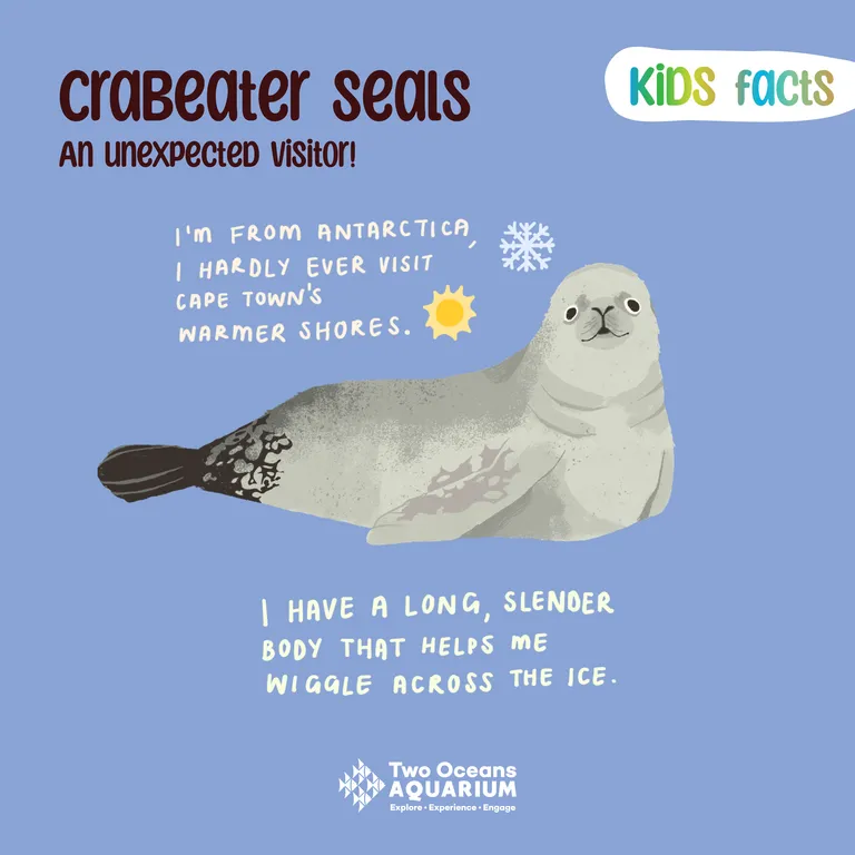 Crabeater seal