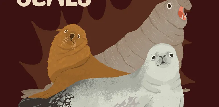Crabeater seal