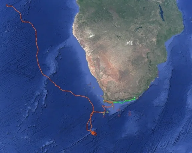 Tracking our turtles: Snacks and stopovers for Kai and Nori
