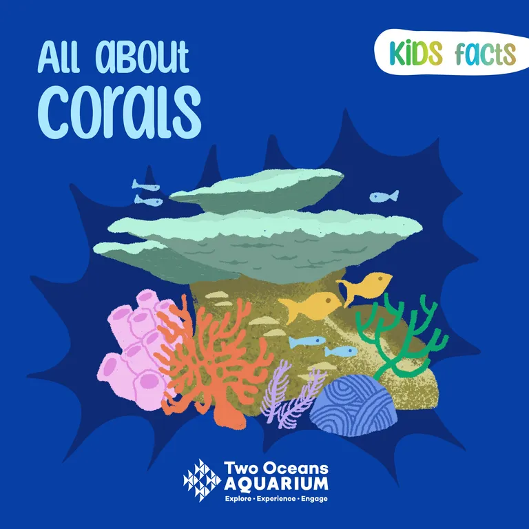 Coral reefs