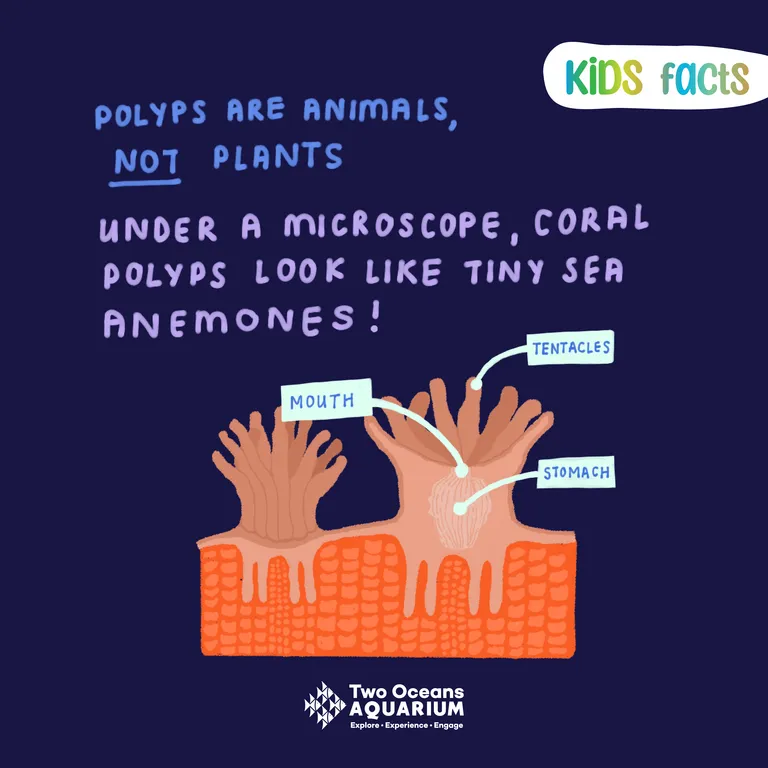 Coral reefs