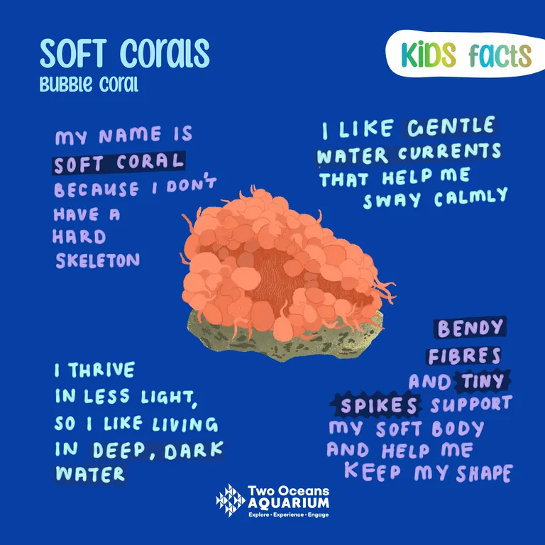 Coral reefs