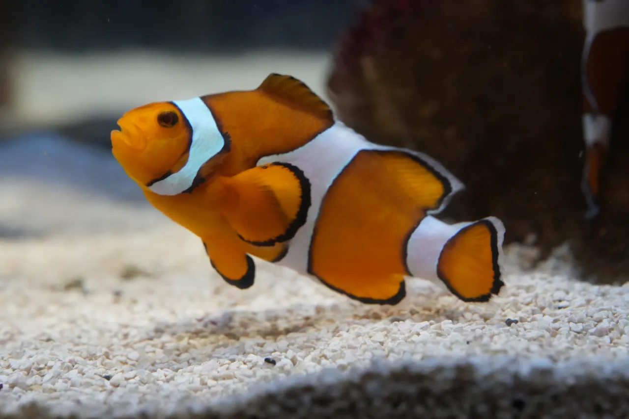 The Two Oceans Aquarium celebrates the wild world of animal fatherhood