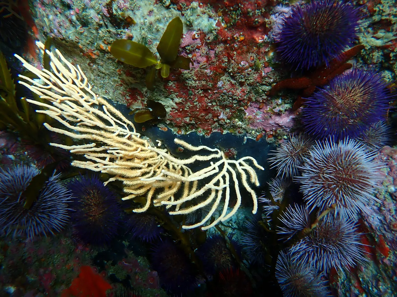 How do we care for corals at the Two Oceans Aquarium?