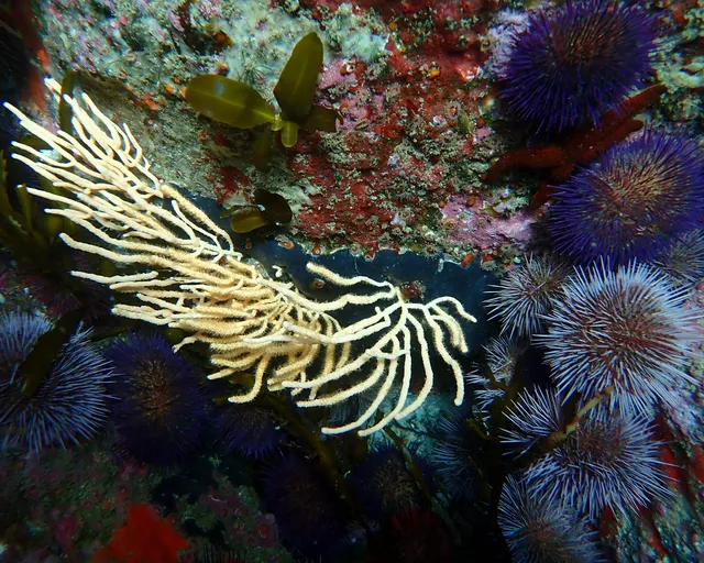 How do we care for corals at the Two Oceans Aquarium?
