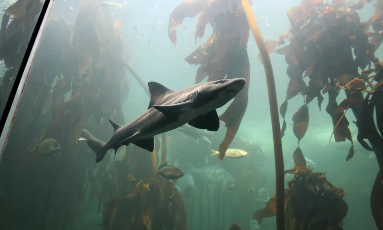 Sharks