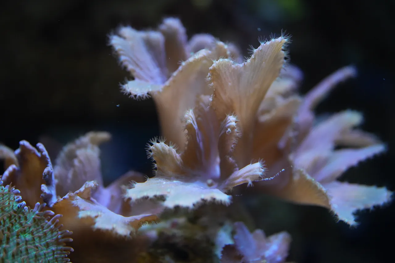 Soft corals
