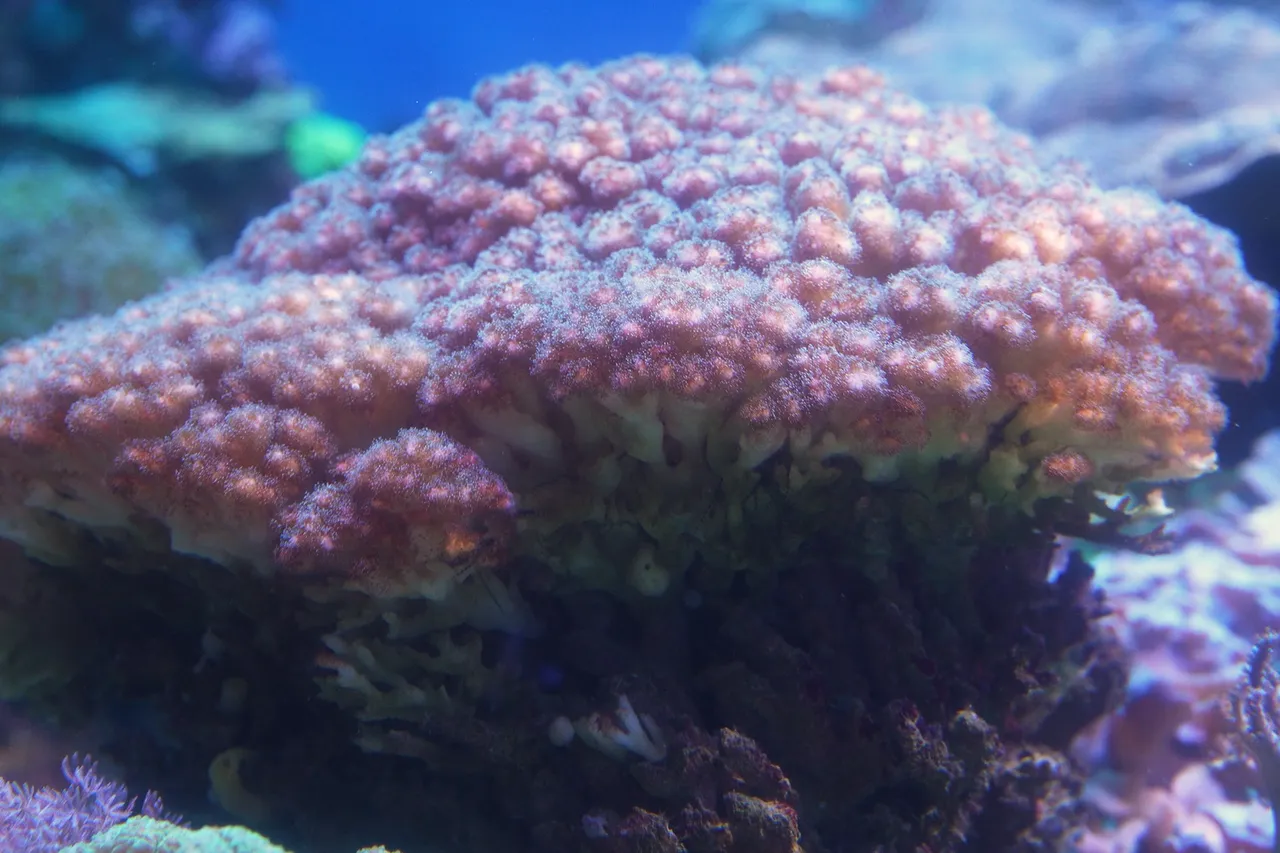Hard corals
