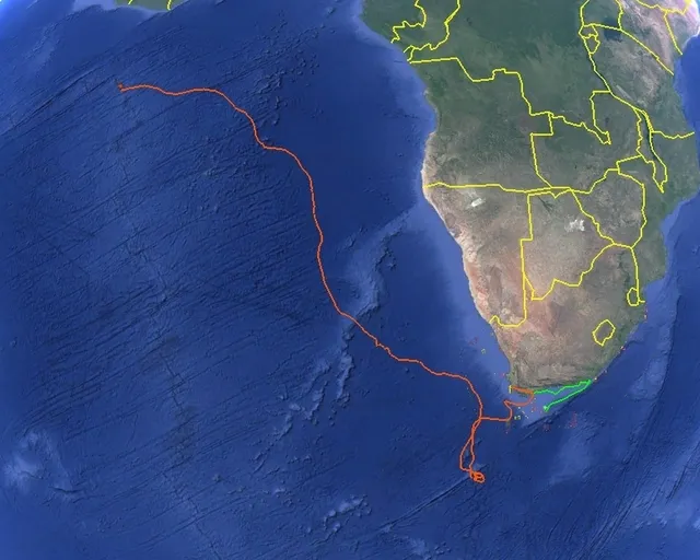 Tracking our turtles: Cruising the currents with Kai and Nori