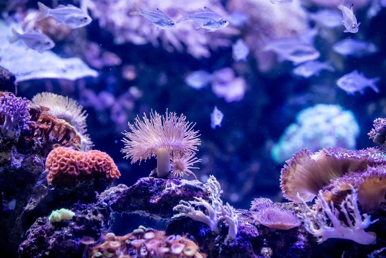 How do we care for corals at the Two Oceans Aquarium?