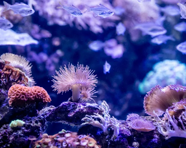 How do we care for corals at the Two Oceans Aquarium?
