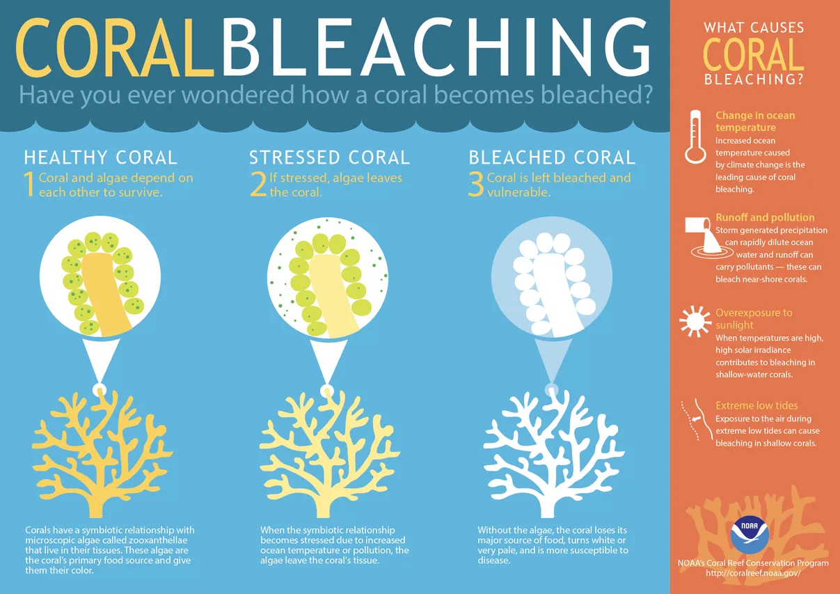 Coral Bleaching NOOA