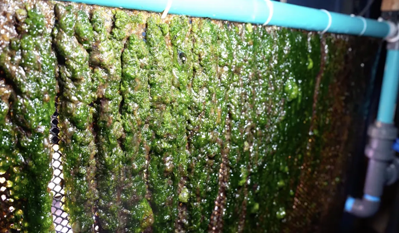 Algae curtain