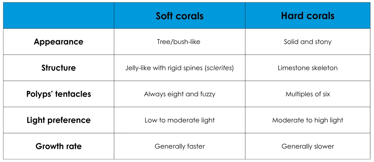 Soft vs hard corals