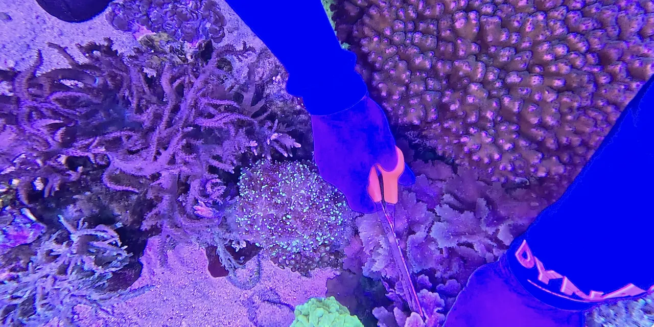 Caring for corals at the Two Oceans Aquarium