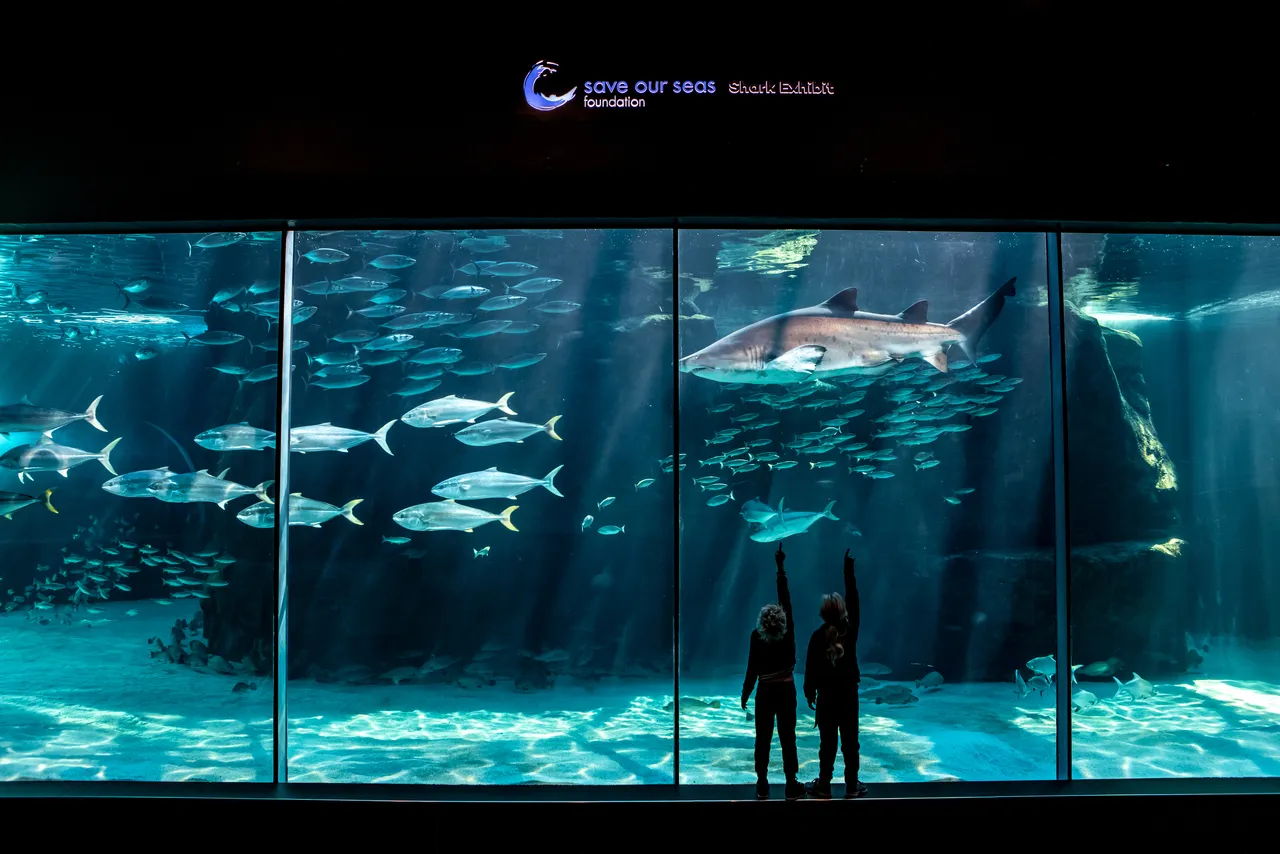 Behind the scenes of the Save Our Seas Foundation Shark Exhibit