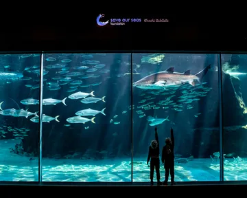 Behind the scenes of the Save Our Seas Foundation Shark Exhibit