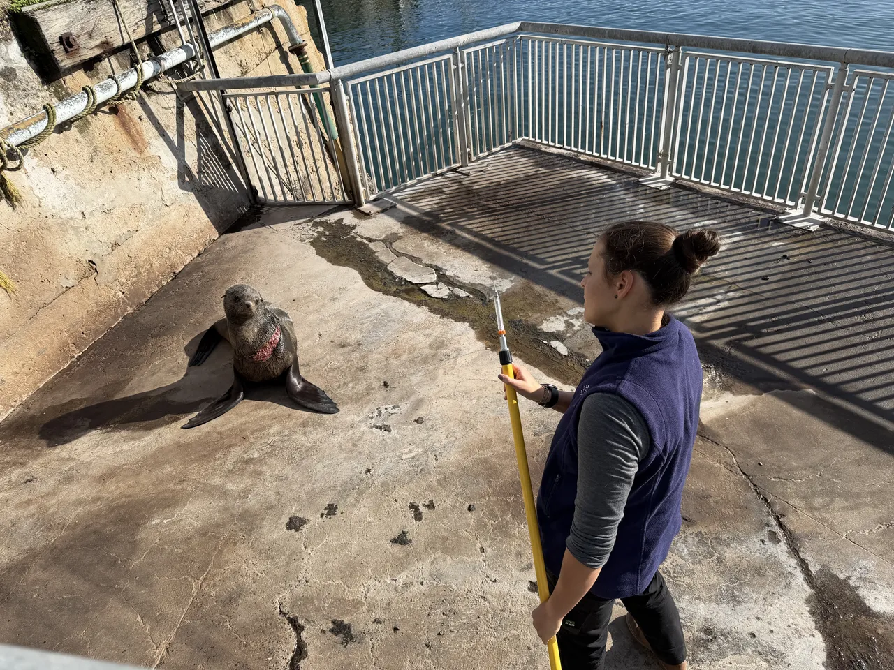 Entangled Cape fur seal rescue in Cape Town: What it reveals about ocean health