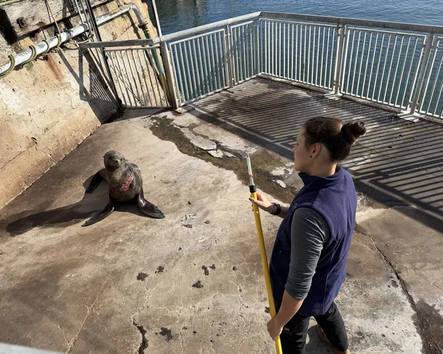 Entangled Cape fur seal rescue in Cape Town: What it reveals about ocean health