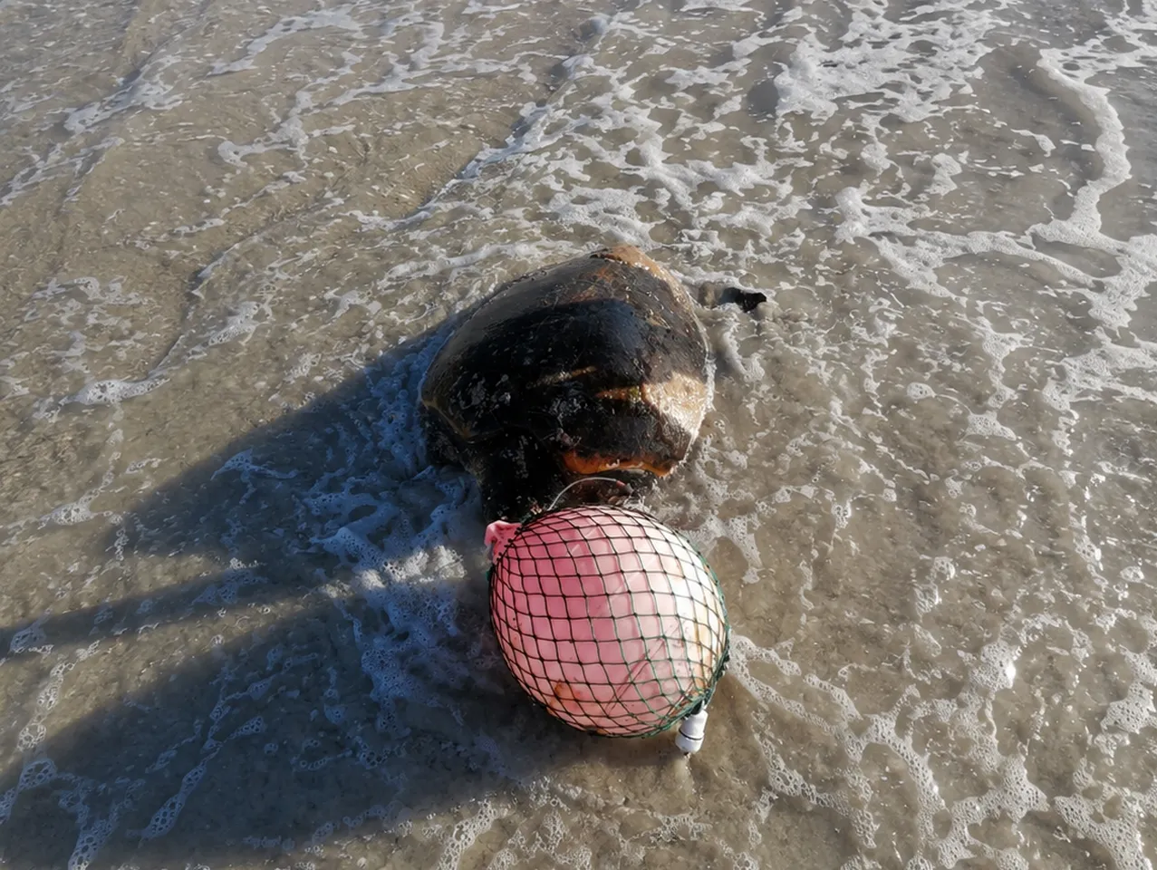 Ghost fishing gear: The silent killer haunting our ocean