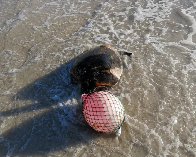 Ghost fishing gear: The silent killer haunting our ocean
