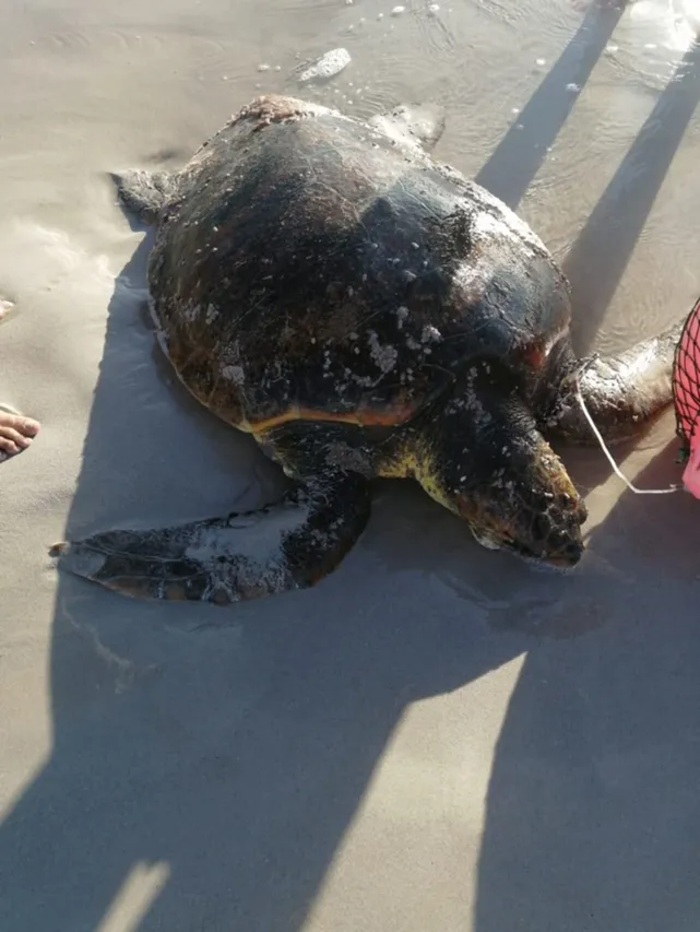 Loggerhead2