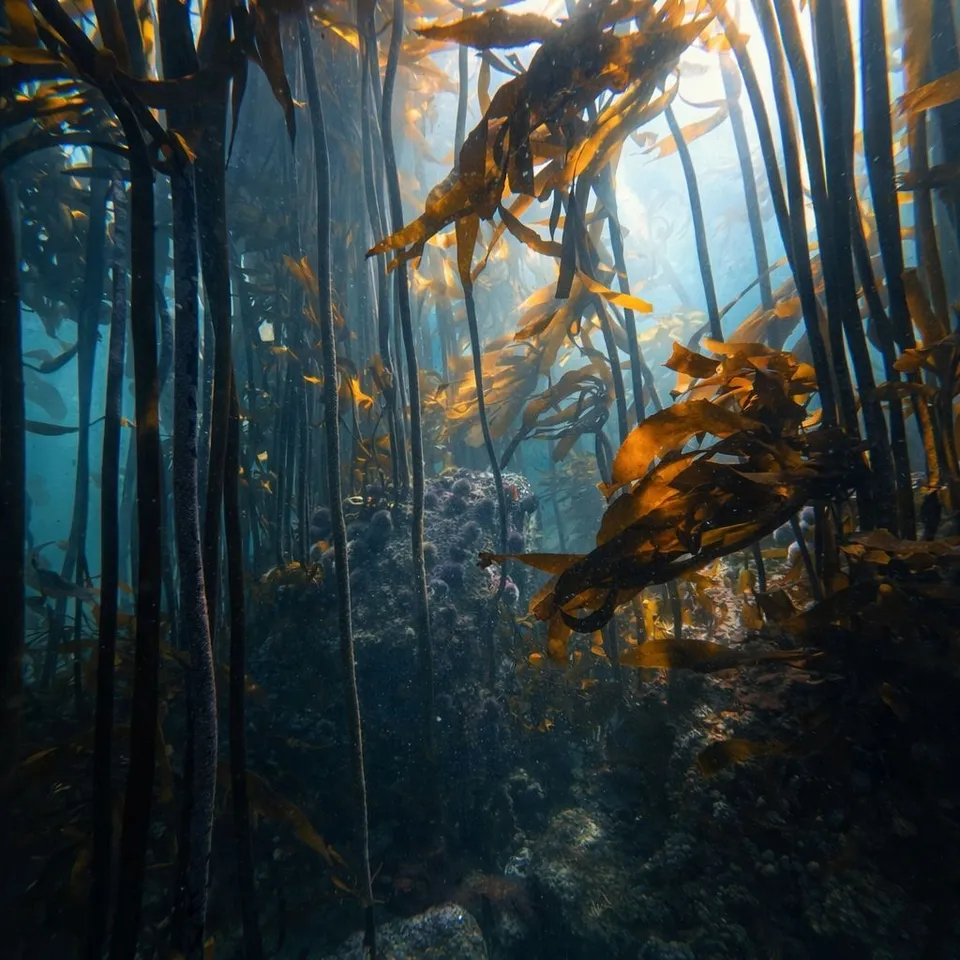 Sea bamboo