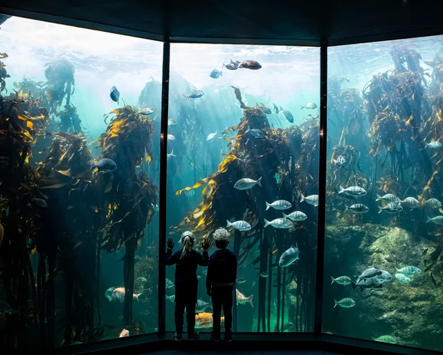 The living wonder of the Two Oceans Aquarium's Kelp Forest Exhibit