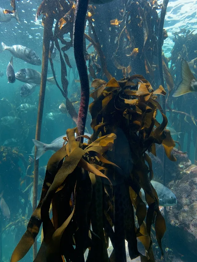 Kelp 1