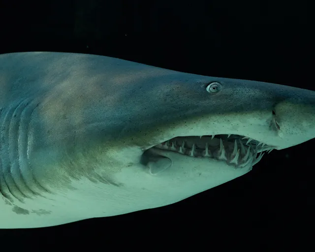 Ragged-tooth shark trafficking: Blue’s journey back to the wild ocean