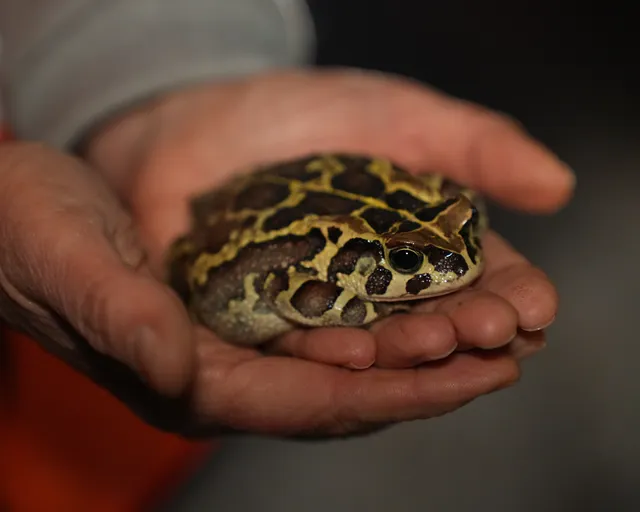 Toad patrol: Protecting Cape Town’s endangered Western leopard toads