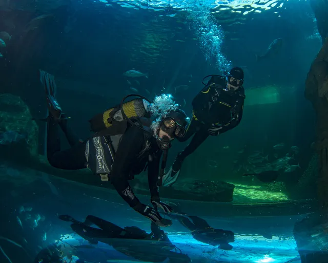 How to get started as an ocean diver