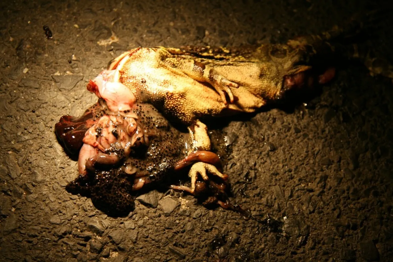 Helen Lockhart 2 Leopard Toad