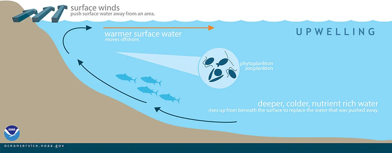 Upwelling 960