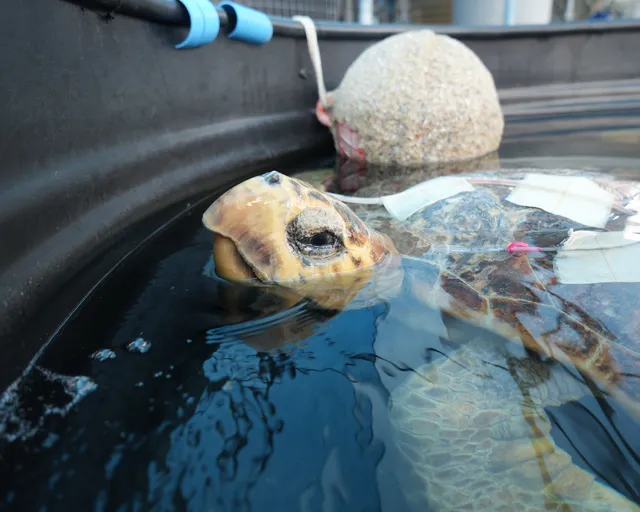 Meet big mamma Pearl, a loggerhead turtle fighting for life at the Turtle Conservation Centre