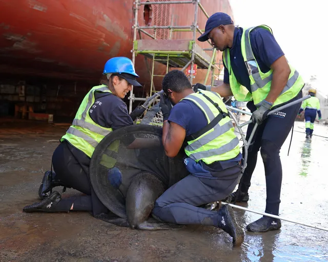 How four Cape fur seals were rescued from Sturrock Dry Dock in Cape Town