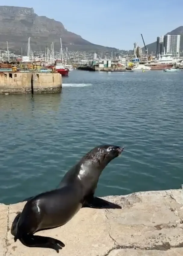 Seal release